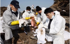  태안반도 기름유출 사고 방제활동 사진